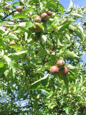 Apples and cider