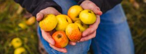 Le cidre et les jus de pomme du Pays d&rsquo;Othe, un patrimoine gourmand