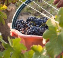 Word druivenplukker voor één dag in de Champagnestreek