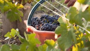 Become a grape picker for one day in Champagne