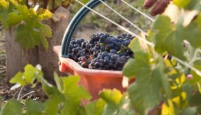 Experience the harvest in Champagne