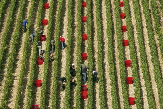 Vendanges aux Riceys (Aube)