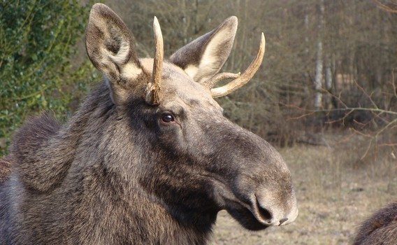Espace faune forêt dOrient Espace faune forêt dOrient