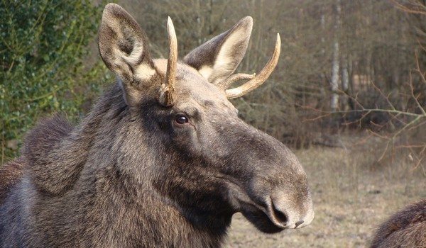 Espace faune forêt dOrient Espace faune forêt dOrient