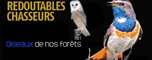 Les-oiseaux-de-nos-forêts