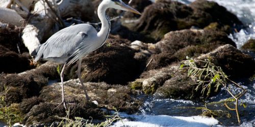 Ornithologie