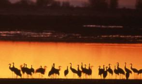 Visit the Orient Forest Great Lakes