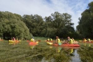 Balade en kayak dans la forêt immergée du Parc Naturel Régional de la Forêt d'Orient