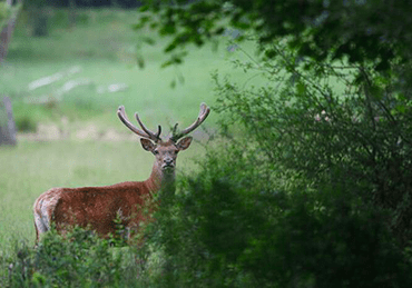 Parc Animalier