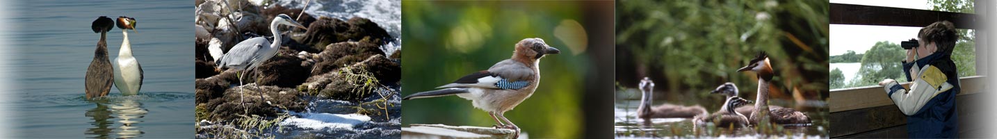 ornithologie