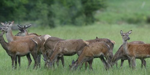 Espace faune