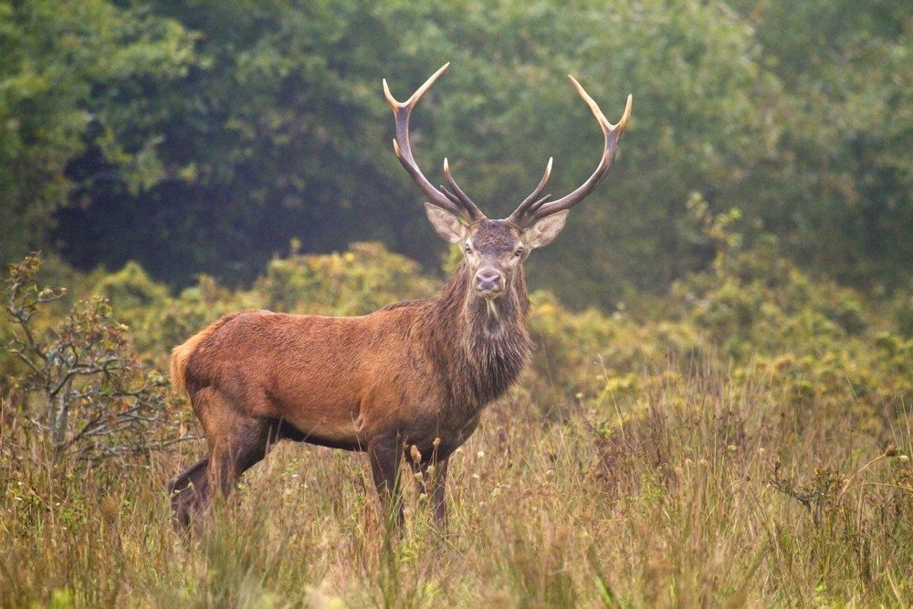 A La Rencontre Du Brame Du Cerf Aube En Champagne A La Rencontre Du Brame Du Cerf Aube En Champagne