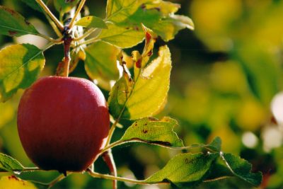Pomme Aur+®lien Ibanez