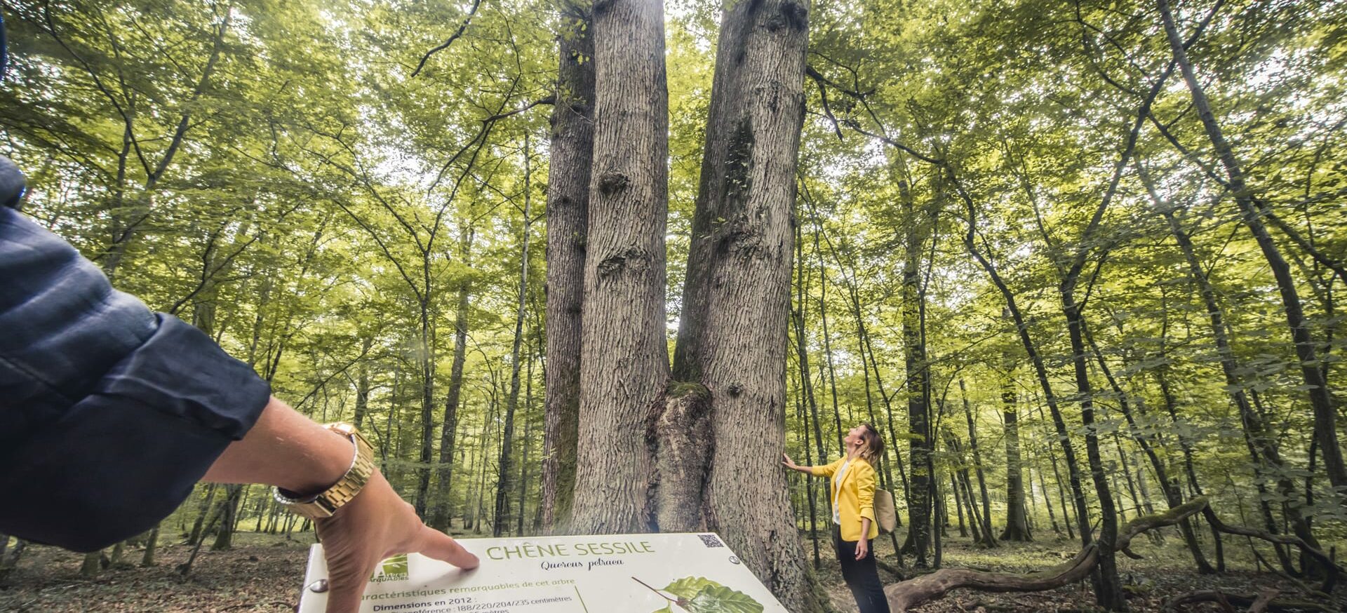 arbres-remarquables-du-pays-dOthe---Le-Bonheur-des-gens