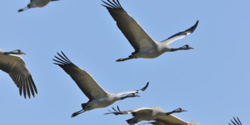 Ornithologie Ornithologie