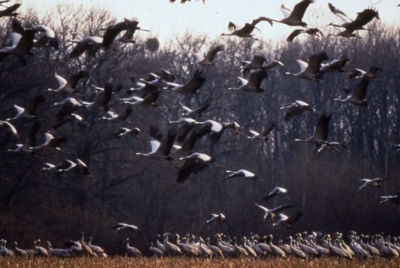 grues-sur-le-lac-dorient