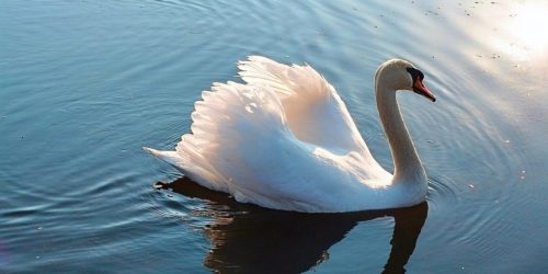 swan swan