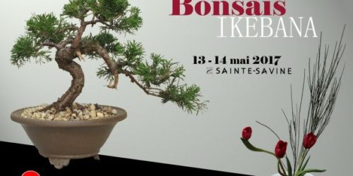 bonsai bonsai
