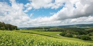 Vignes-les-riceys