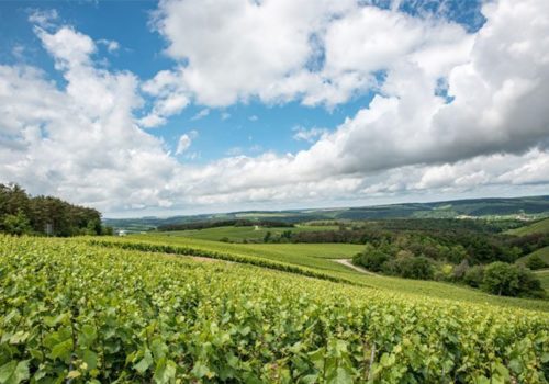 Les vignes aux Riceys - Été 2017 Les vignes aux Riceys - Été 2017