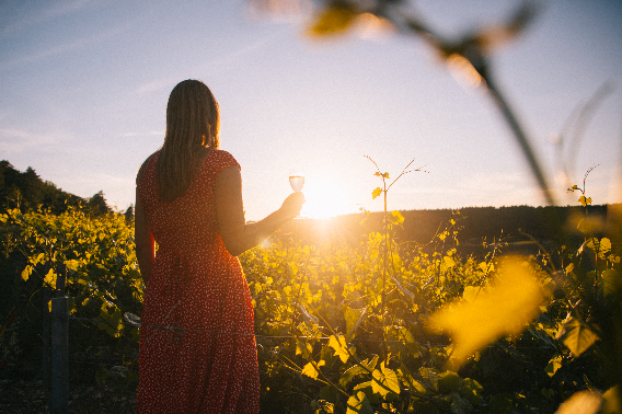 Vignobles et découvertes