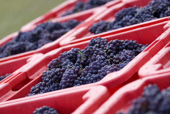 harvest boxes