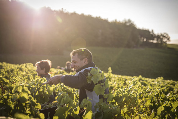 Vendanges Dumont