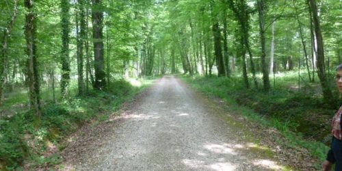 sortie nature découverte sensorielle de la forêt sortie nature découverte sensorielle de la forêt