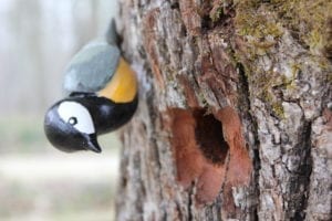 L’ornithologie classe poussin