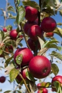 Exploitation de pommes pour le cidre. © Stéphane Herbert