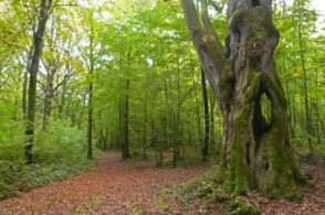 Les arbres remarquables du Pays d’Othe