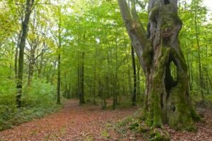 Arbre Cornier