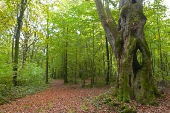 Arbre Cornier