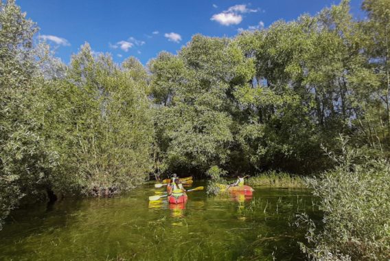 Balade en kayak en forêt immergée Kayak dans la forêt immergée