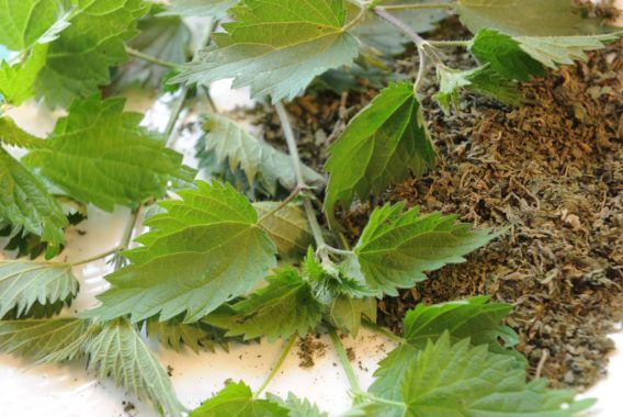 A la découverte des plantes comestibles en pleine ville Plantes comestibles de Troyes