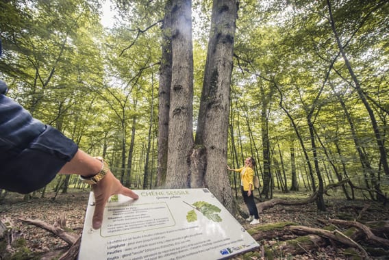 Arbres-remarquables---crédit-Le-bonheur-des-gens