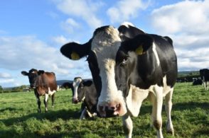 Les Fermes Pédagogiques de l’Aube