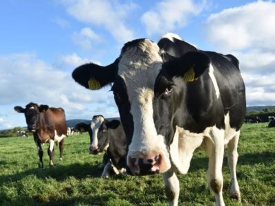 A la rencontre du terroir aubois Ferme de la Marque