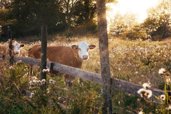 take a bite out of the Aube - In the shoes of a farmer - Credit unsplash