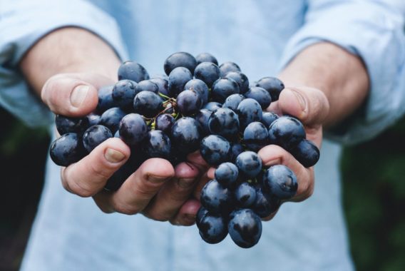 take a bite out of the Aube - Sparkle while discovering Champagne - Credit Unsplash