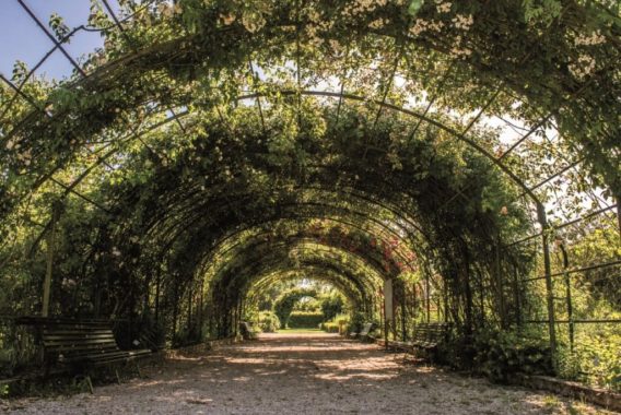 Large rose garden of the botanical garden of Marnay-sur-Seine