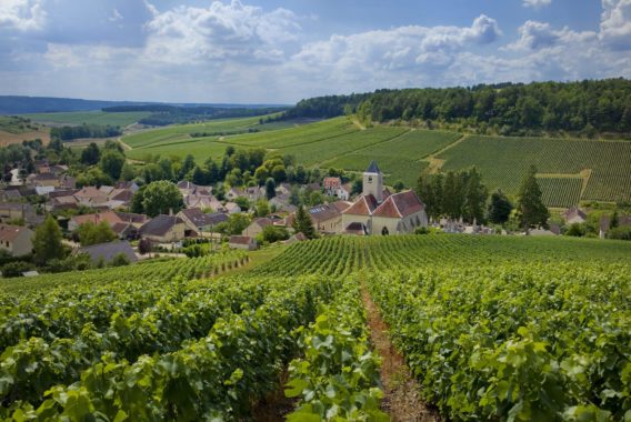 Vignoble aubois