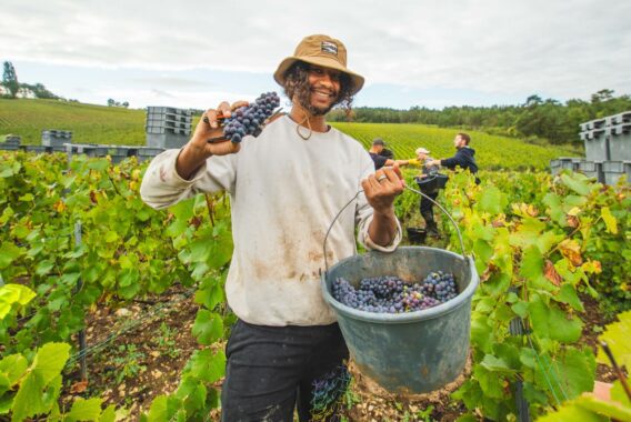 Vendanges 21 - © Pisma Studio Vendanges 21 - © Pisma Studio