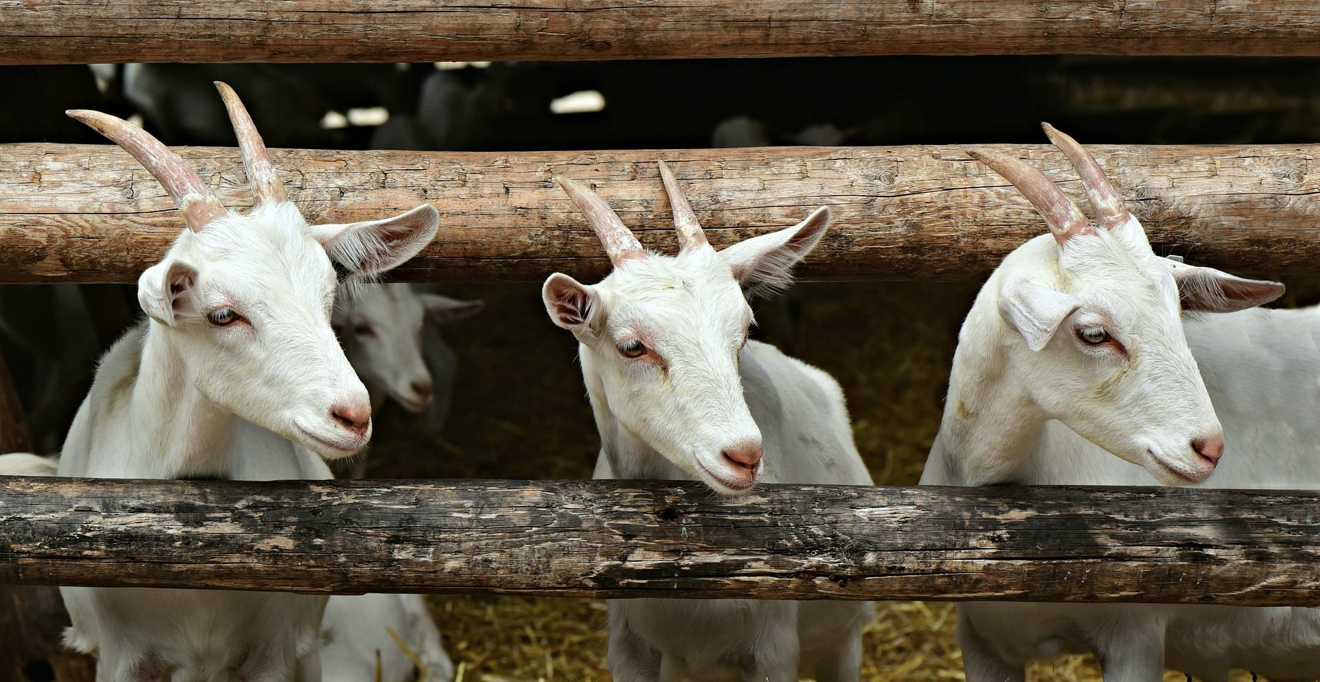 Chèvres