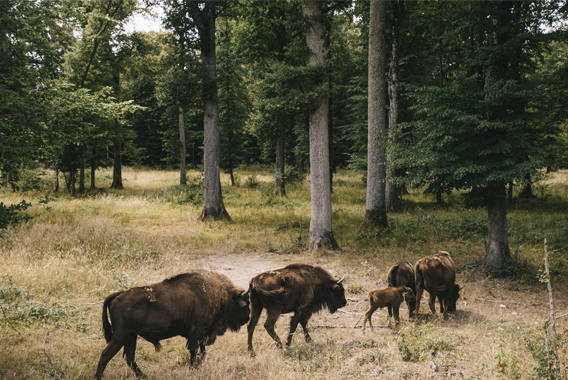 Espace-Faune---Crédit-Clara-Ferrand