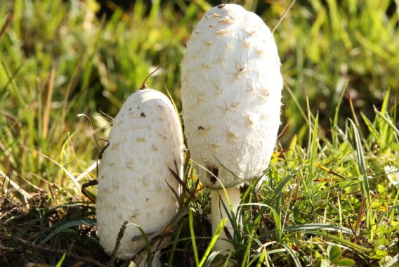 Cueillette Champignons Aube Coprin Chevelu