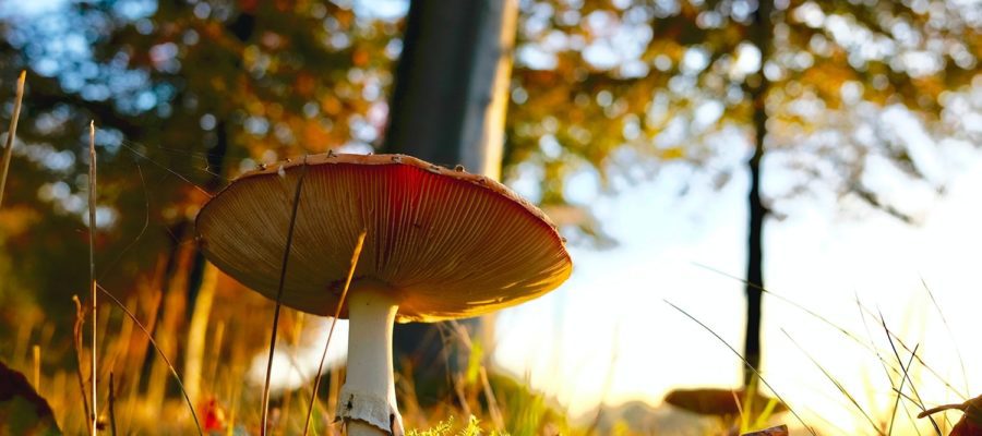 Cueillette Champignons Aube