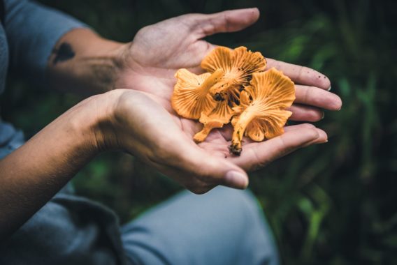 Cueillette Champignons Aube Girolles