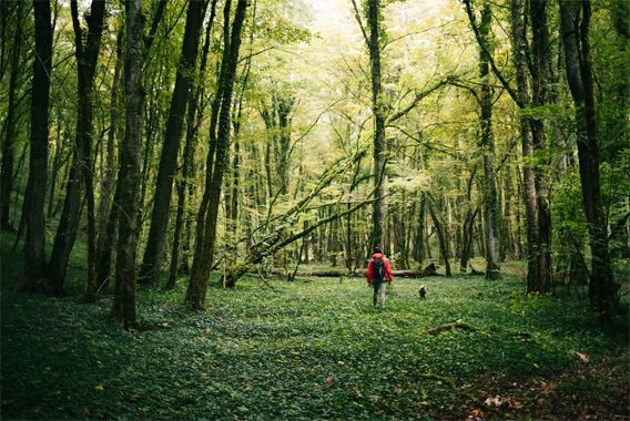 Wald Champagner