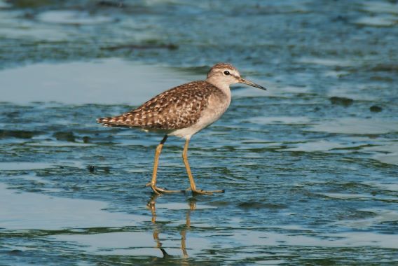 Oiseaux Migrateurs